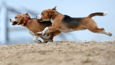 Photo of ФАС: российская «дочка» Farmina Pet Foods координировала цены на корма для животных — ПРАЙМ, 26.05.2020
